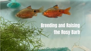 Breeding and raising Rosy barbs to 3 months old