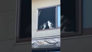 IMG 4683