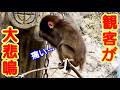 観客から悲鳴！先輩に頭を掴まれ人間の子供のように痛がるパンチ😄