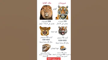 النمر السيبيري ضد الأسد من سيفوز في هذا القتال 