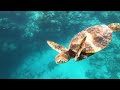 Snorkelling in Rarotonga | Cook Islands | 4K