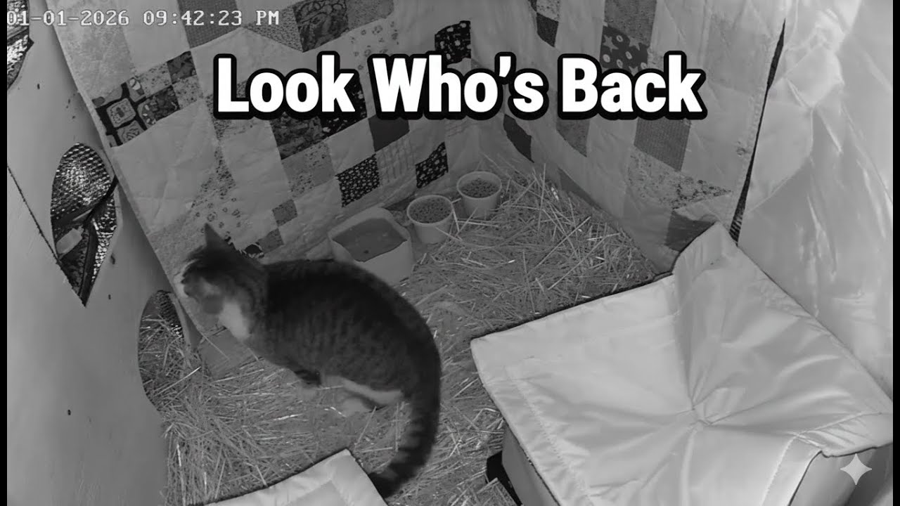 New Shelter, Who’s This? The Mystery Tabby Returns