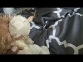CB Movie: Craxel boi Pranks Chef Pee Pee! (April Fools joke)￼