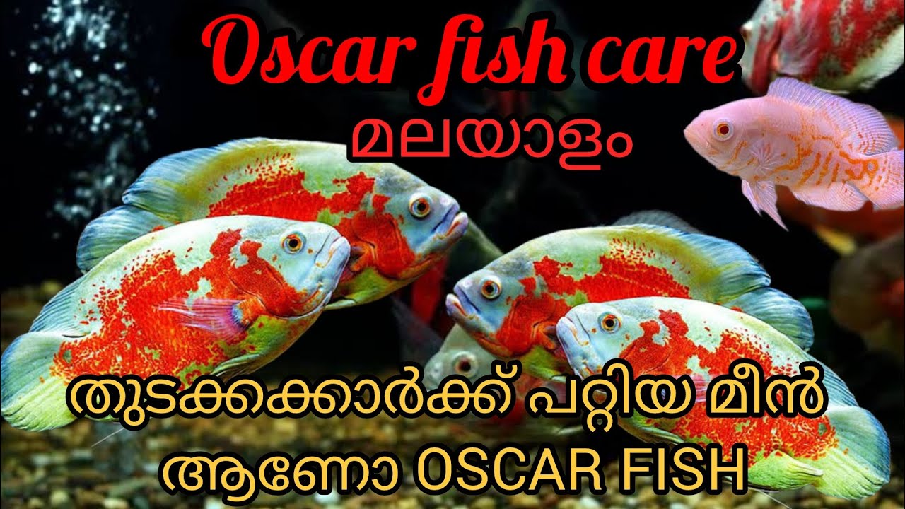 Oscar fish care in malayalam | തുടക്കക്കാർക്ക് പറ്റിയ മീന്‍ ആണോ Oscar fish #oscarfish #fish