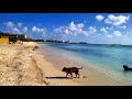 Dogs Enjoying the Fisherman&#39;s Huts Beach in Aruba