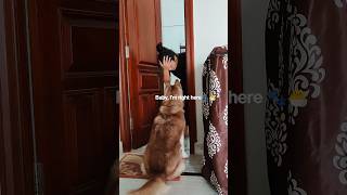 Dog Follows Me Everywhereeven To Bathroom