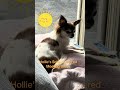 Hollie's Solar-Powered Meeting Break #cute #foryou #fypage #viral #pet #dog #doglife #shorts #fyp