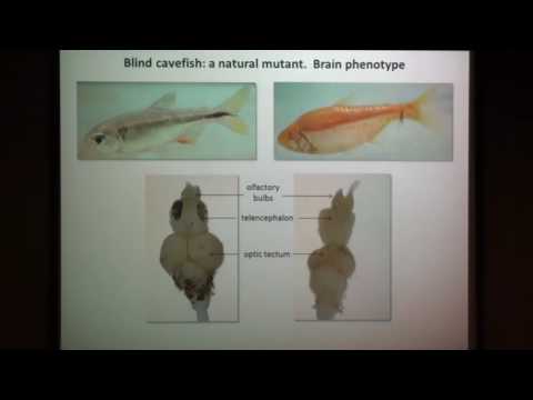 Evolution of the olfactory system in the blind cavefish Astyanax mexicanus