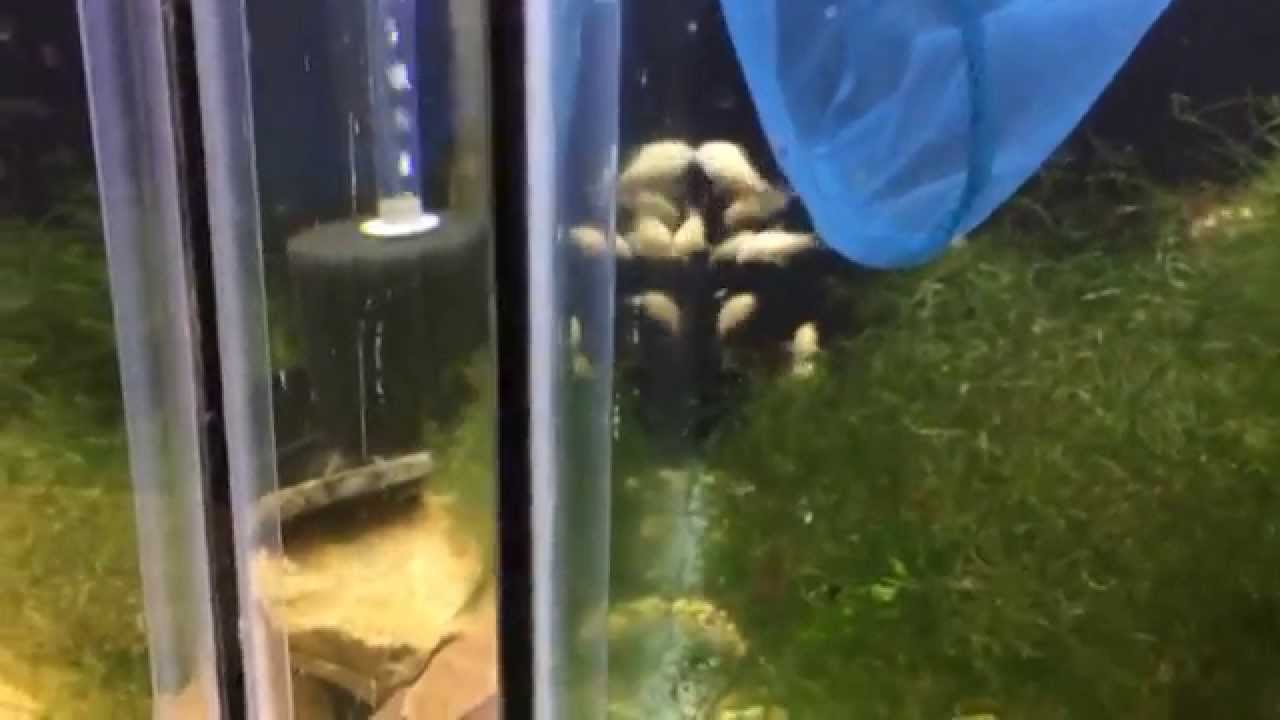 dwarf shrimp compatibility chart Rambling Friday Update: New Shrimp In