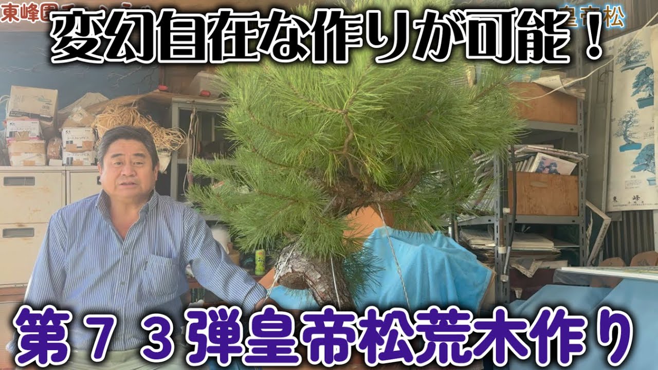盆栽】第73弾 皇帝松荒木作り【変幻自在な作りが可能！】 - YouTube
