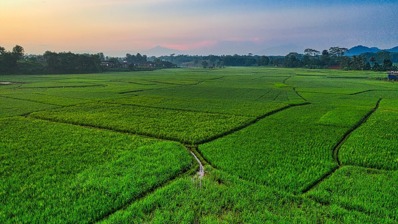 Paddy Field Cinematic Background Video Drone Shot Free Stock Video Footage
