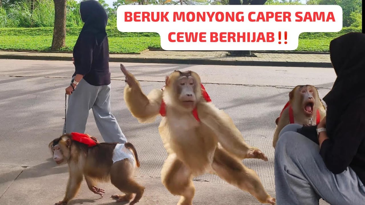 Утренняя зарядка с обезьянами ‼️Обезям всегда весело‼️