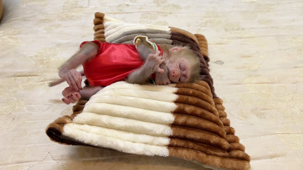 Cuteness & Overload Baby Titas Content Sleeping On Pillow Very Safety