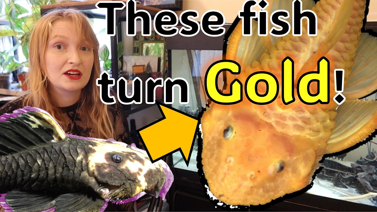 Pleco's that turn gold - Chronic Recurrent Colour change #pleco #aquarium