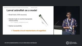 Deciphering circuit mechanisms of cognition with larval zebrafish
