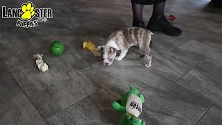 Lively Boston Terrier Puppy