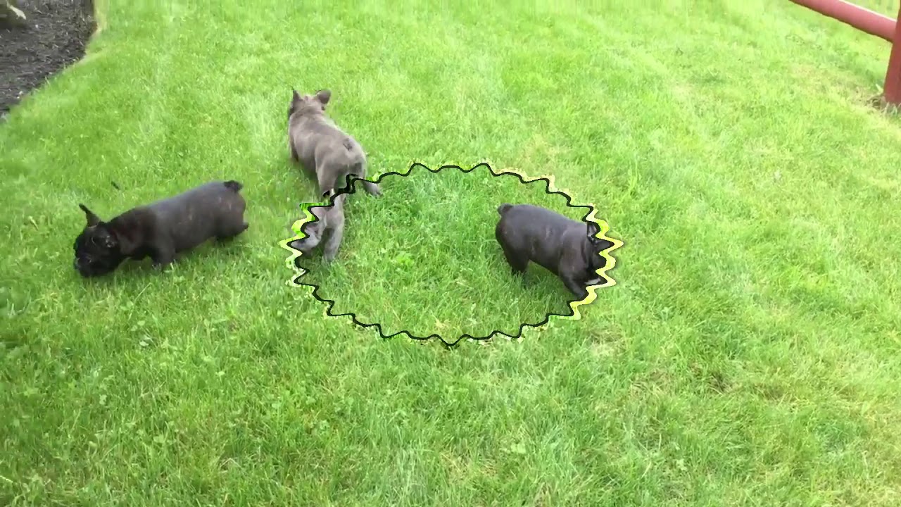 bulldogs logo French Bulldogs for Sale