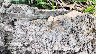 Looking at Hydric Soils