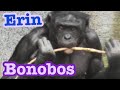 Bonobos Loretta is greeting her friend ❤️🌸 ボノボ ロレッタお友達にご挨拶🌸❤️💕😊