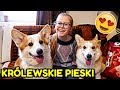 SŁODKIE PIESKI U MNIE W DOMU😍 CORGI, PSIAK KRÓLOWEJ