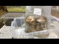 【昆虫飼育】クワガタの産卵セット②植菌材編（カワラ材を使ったセット）