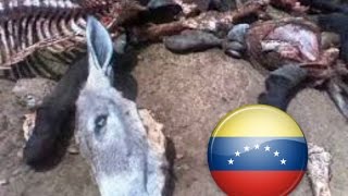 El Video que Nicolas Maduro no quiere que veas 2016(como me duele que los habitantes de mi pais pasen todas estas calamidades!! !!crisis humanitaria en venezuela¡¡, 2015-05-11T23:56:25.000Z)