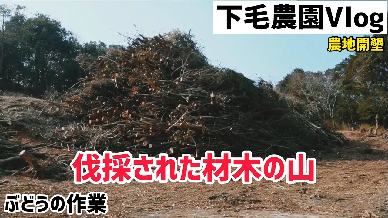 「ぶどうの作業」下毛農園Vlog。開墾園で伐採された木の量が半端ない！