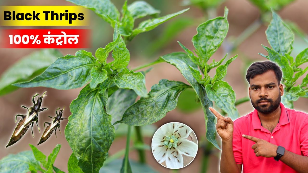 मिर्च में ब्लैक थ्रिप्स 100% कंट्रोल करने का स्क्रैट तरीका