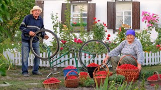 Abuelo de 75 años y abuela de 70. Vida sencilla en el pueblo: recolección de frambuesas.