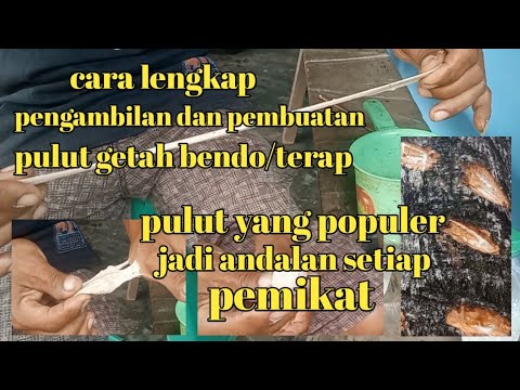 Membuat Pulut Dari Getah Bendo