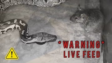 Snakes & lizards Hunting Prey : *WARNING* LIVE FEED