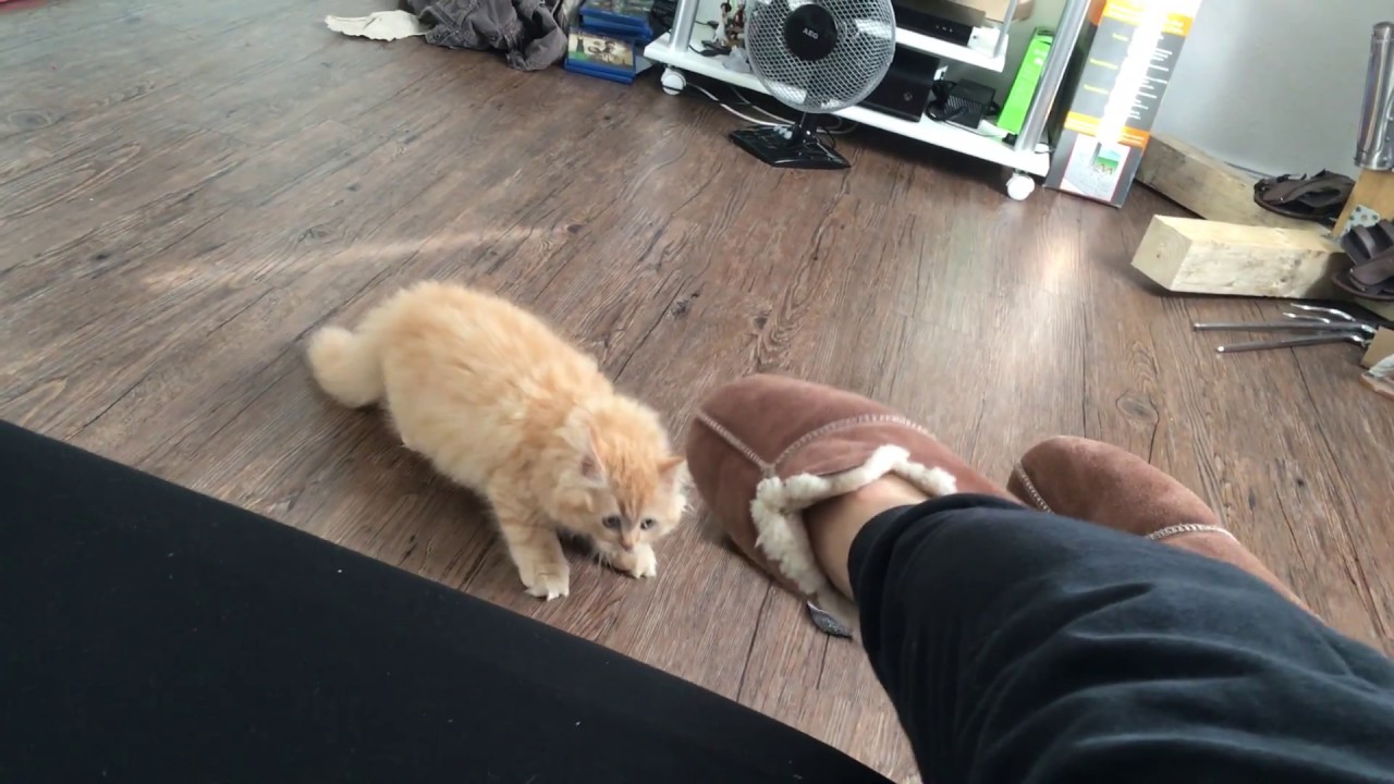 Kitten vs.Lammfellschuhe