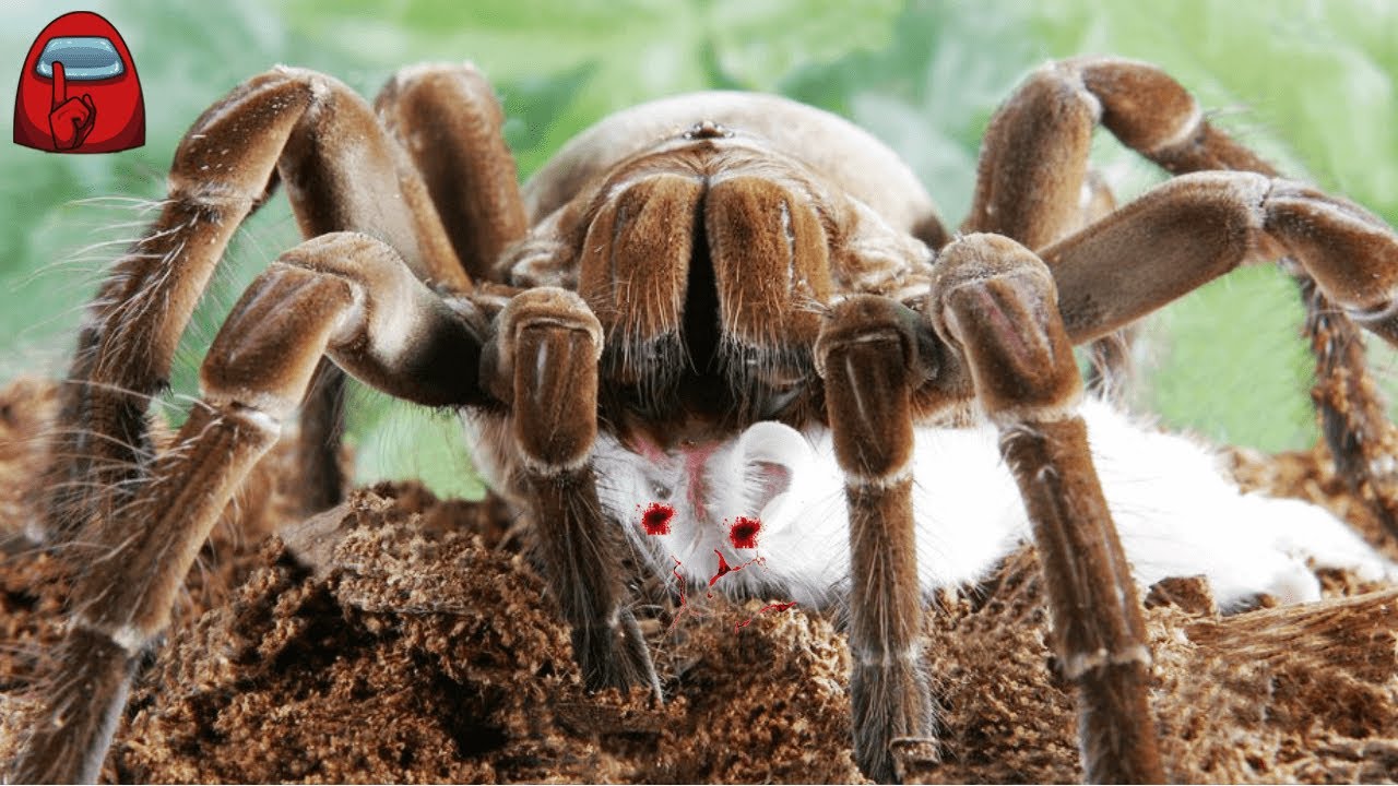 Lo Nunca Visto De Una Araña Gigante (Tarántula Goliat) - YouTube
