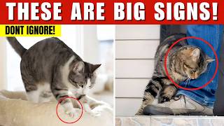 8 Odd Cat Behaviours THAT MOST People IGNORE Explained!