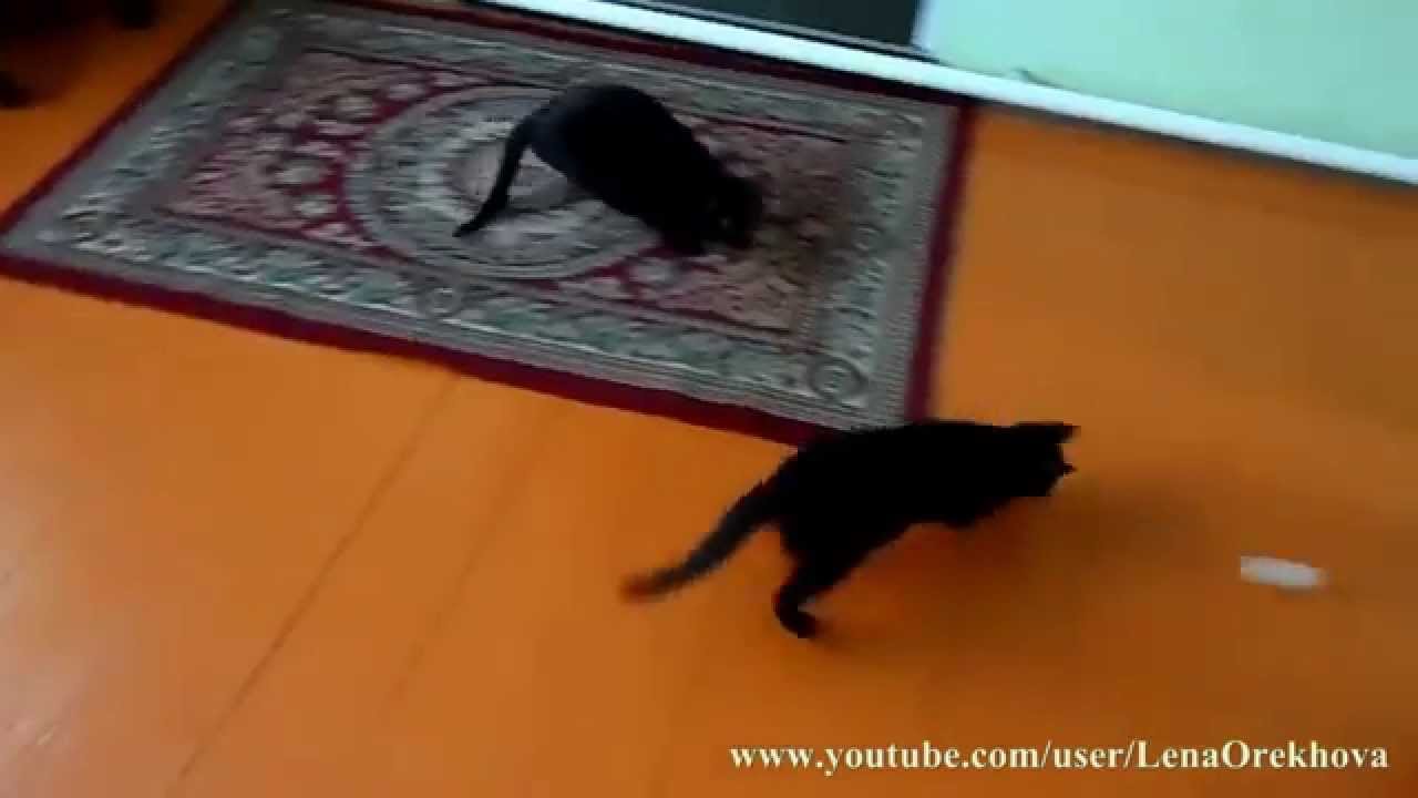 Cute Cats Chasing Bouncing Balls Youtube