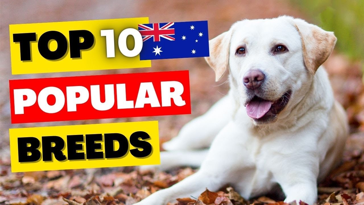 Top 10 popular dog breeds in Australia 2023