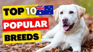 Top 10 popular dog breeds in Australia 2023