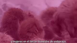 Ensayan Técnica Para Detectar Daño Cerebral Por Anestesias - Gaceta Unam