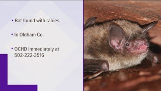 Rabid bat found in Oldham County