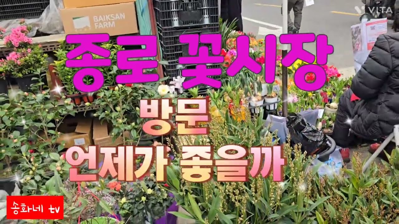 #종로 꽃시장 #식물 구입하기 #orchid  #송화네 tv