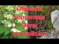 И снова обрезка метельчатой  гортензии