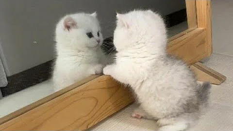 Video 11042171: cats compilation, pet cute dog funny