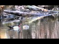 Accouplement de Canards branchus — Wood duck mating