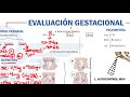 MAPA MENTAL EVALUACIÓN GESTACIONAL-QX MEDIC RM 2020