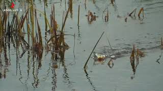 Download lagu Action Lure Geol Rada Sero 3 Cm #short