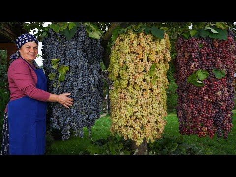 Harvesting Organic Grapes Making Old Fashioned Jam