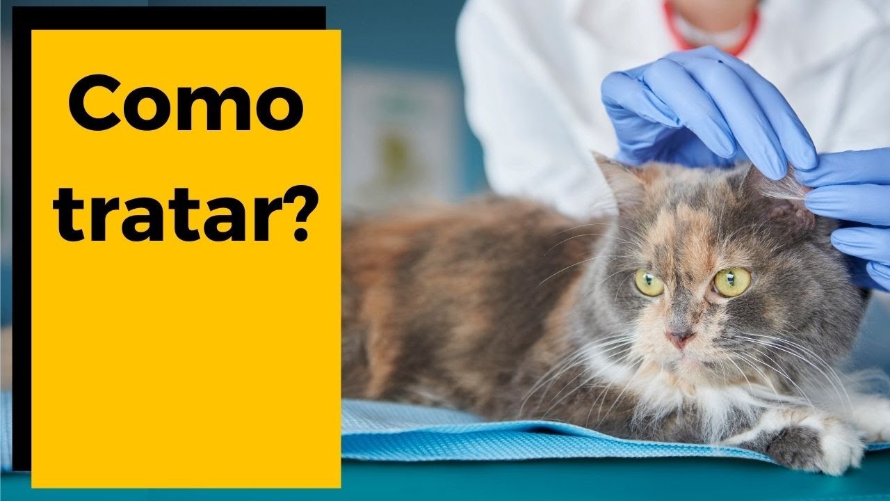 TRATAMENTO DA ESPOROTRICOSE EM GATOS. Esporotricose tem cura? 🐈 - YouTube