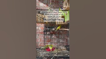 #سورة_الجمعة #قرآن فضل السورة في مربع التعليقات #المصحف #طيور #البادجي #quran #birds #budgies #usa