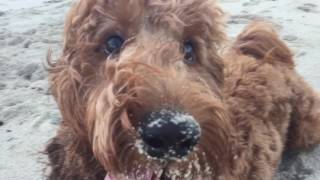 Goldendoodle Grown Up by CoffeeBeanss 21,378 views 7 years ago 3 minutes, 37 seconds