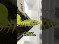 Picky Venus Flytraps #shorts